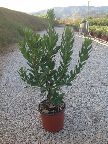 Arbutus unedo 