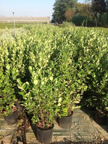 Aronia arbutifolia 'Brilliant'