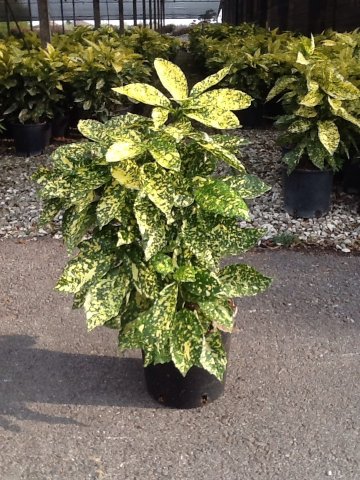 Aucuba japonica 'Crotonifolia'