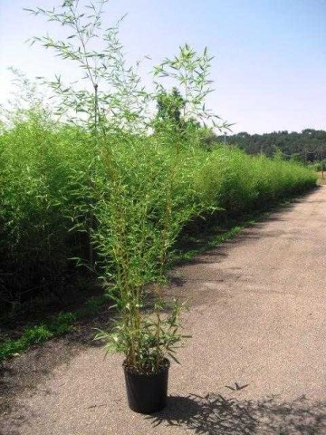 Bambusa Phyllostachys aureosulcata 'Spectabilis'