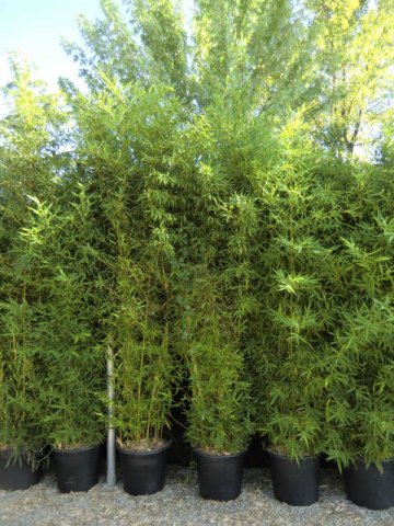 Bambusa Phyllostachys bissetti 