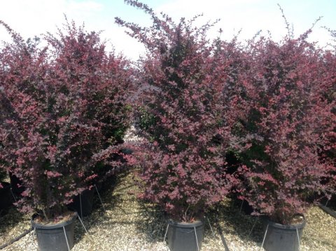 Berberis ottawensis 'Superba'