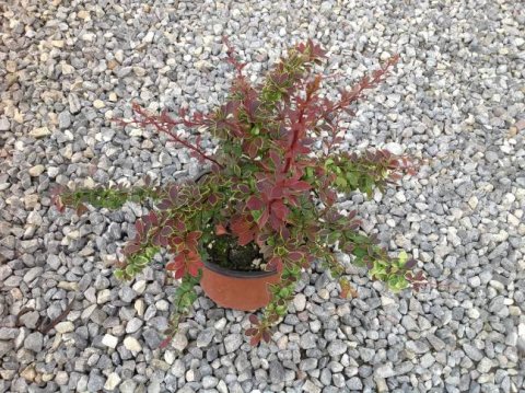 Berberis thunbergii 'Harlequin'