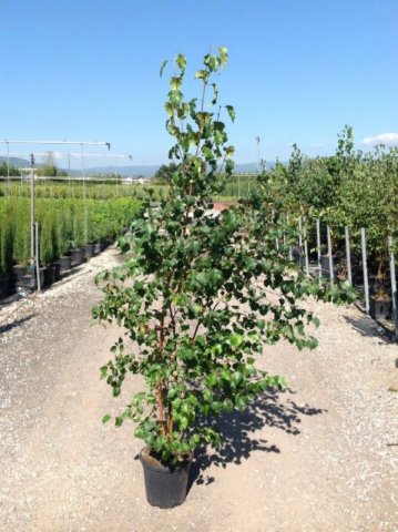 Betula pendula (alba),(verrucosa) 
