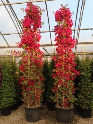 Bougainvillea buttiana 'Barbara Karst'