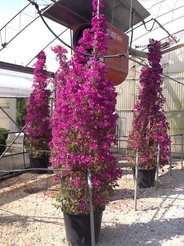 Bougainvillea glabra 'Sanderiana'