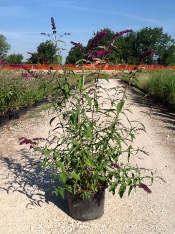 Buddleja davidii 'Royal Red'