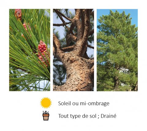 Pinus pinaster (maritima) 