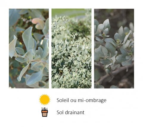 Atriplex halimus 