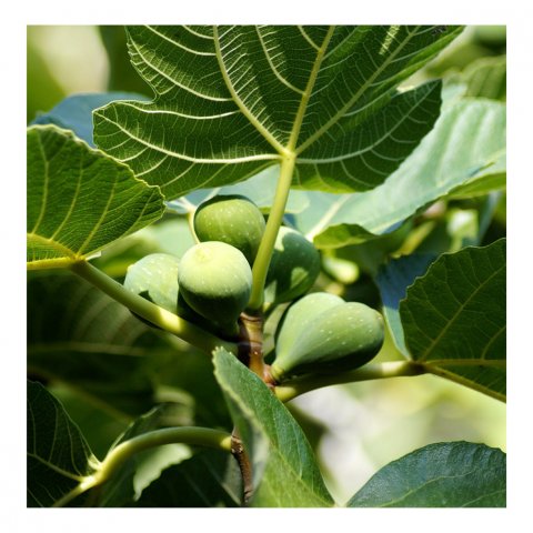 Ficus carica