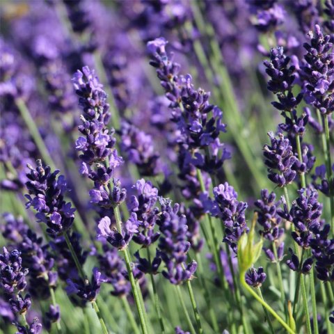 Lavandula angustifolia 'Hidcote blue' ('HidcoteBlue')