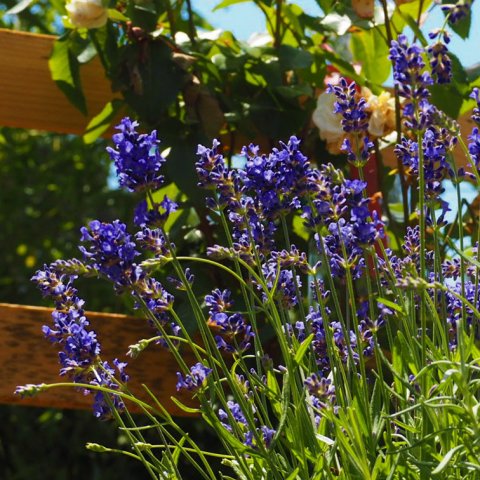 Lavandula intermedia (angustifolia) 'Grosso'