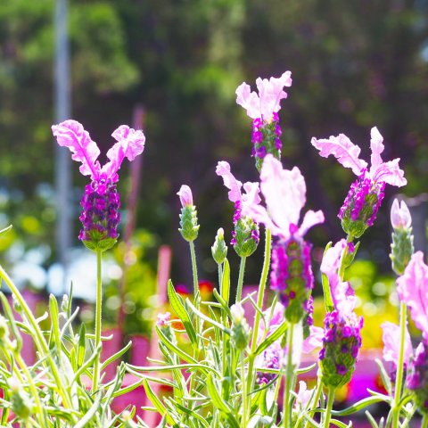 Lavandula stoechas 