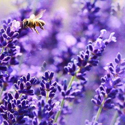 Lavandula angustifolia (officinalis),(spica),(vera) 