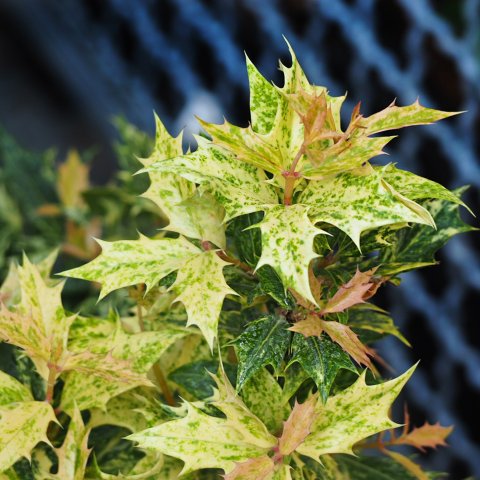 Osmanthus heterophyllus "Goshiki"