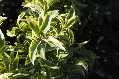 Ligustrum japonicum 'Excelsum Superbum'