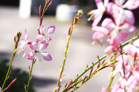 Gaura lindheimeri Rosy Jane® Harrosy