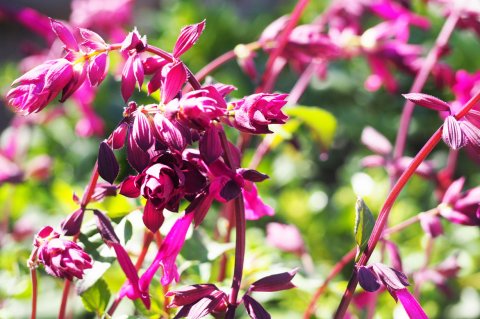 Salvia 'Love and Wishes'®