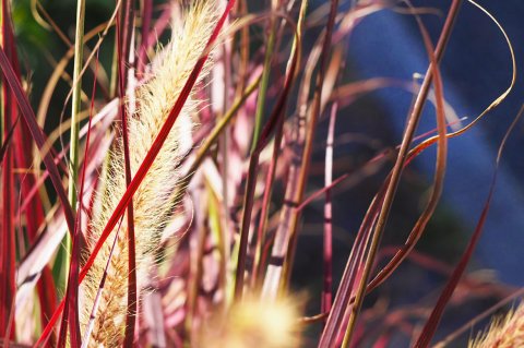 Pennisetum setaceum 'Fireworks ®'