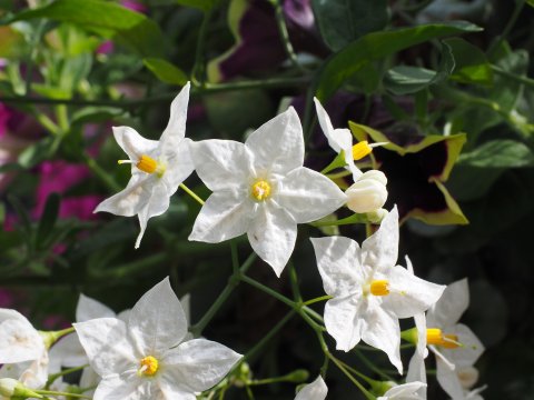 Solanum jasminoides 'Album'