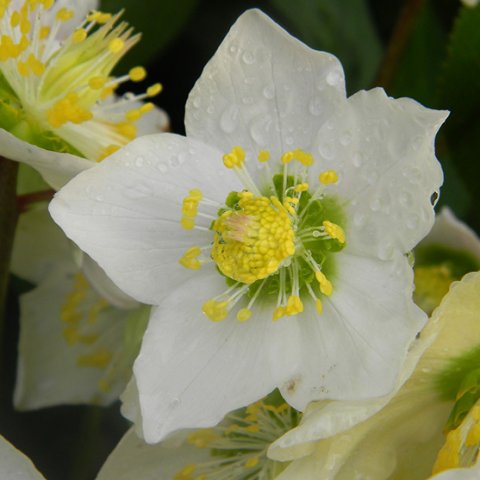 Hellebore