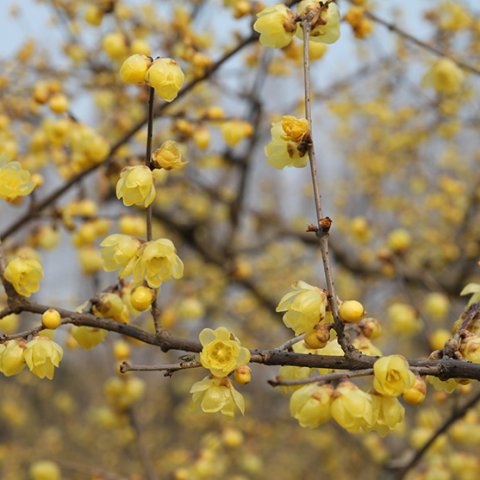 Chimonanthus praecox