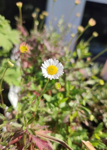 Erigeron Karvinskianus