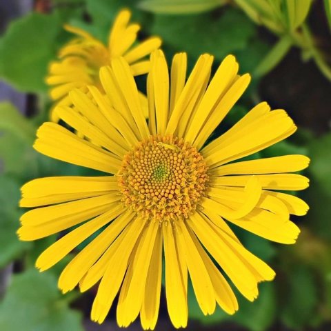 Doronicum caucasicum ( Doronique du Caucase)