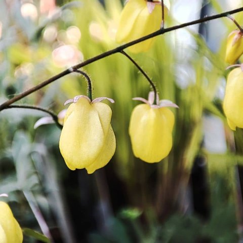 Epimedium x versicolor