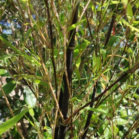 Bambou phyllostachys 'Nigra'