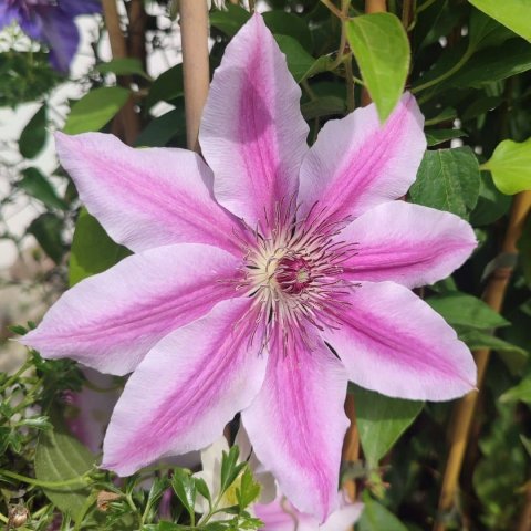 Clematis 'Proteus'