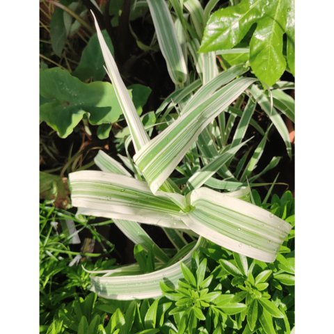 Arundo donax 'Variegata'