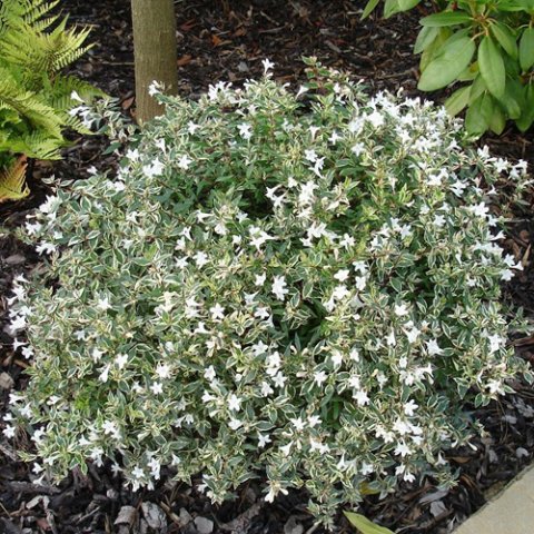 Abelia grandiflora 'Confetti'® Conti