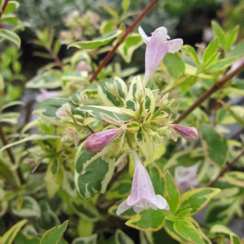 Abelia grandiflora 'Hopleys'®