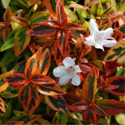 Abelia grandiflora 'Kaleidoscope'®