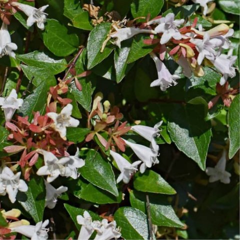 Abelia grandiflora 'Prostrata'