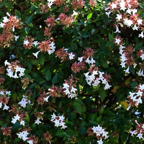 Abelia grandiflora 'Semperflorens'