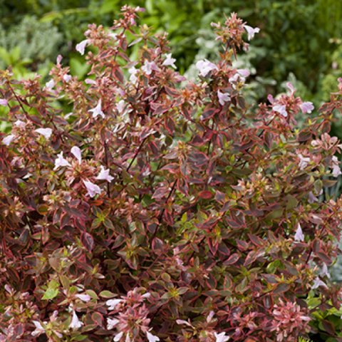 Abelia grandiflora 'Sunshine Daydream'®