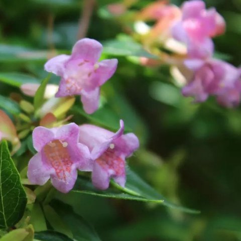 Abelia x 'Edward Goucher'