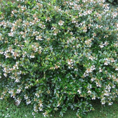 Abelia x Grandiflora 'Petite Garden'® Minedward