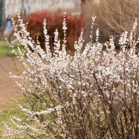 Abeliophyllum distichum 