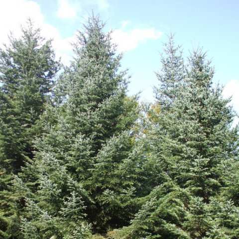 Abies alba (pectinata) 