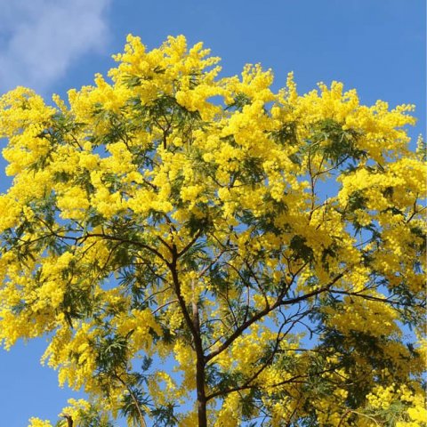 Acacia dealbata 