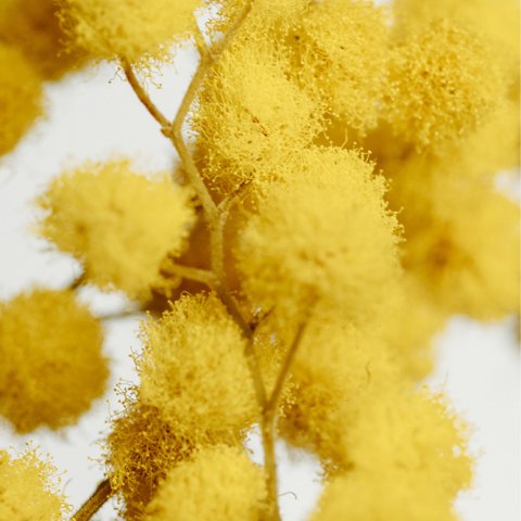 Acacia Dealbata Mirabilia