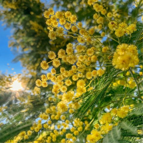 Acacia dealbata 'Mirandole'