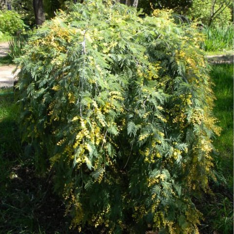 Acacia dealbata 'Pendula'