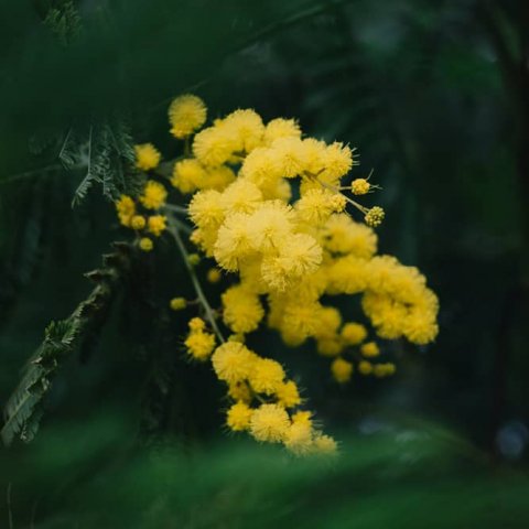 Acacia decurrens 'Bon Accueil'