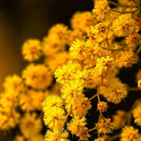 Acacia decurrens 'Bon Accueil'