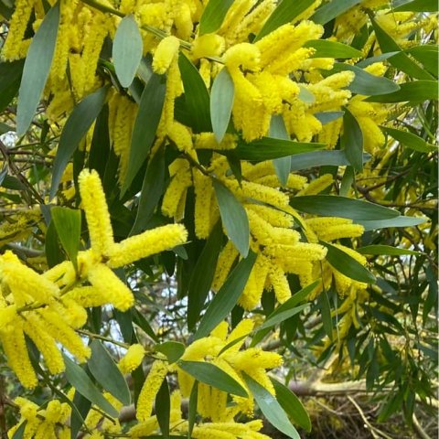 Acacia longifolia 