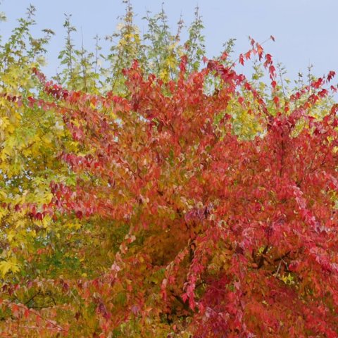 Acer buergerianum (trifidum) 